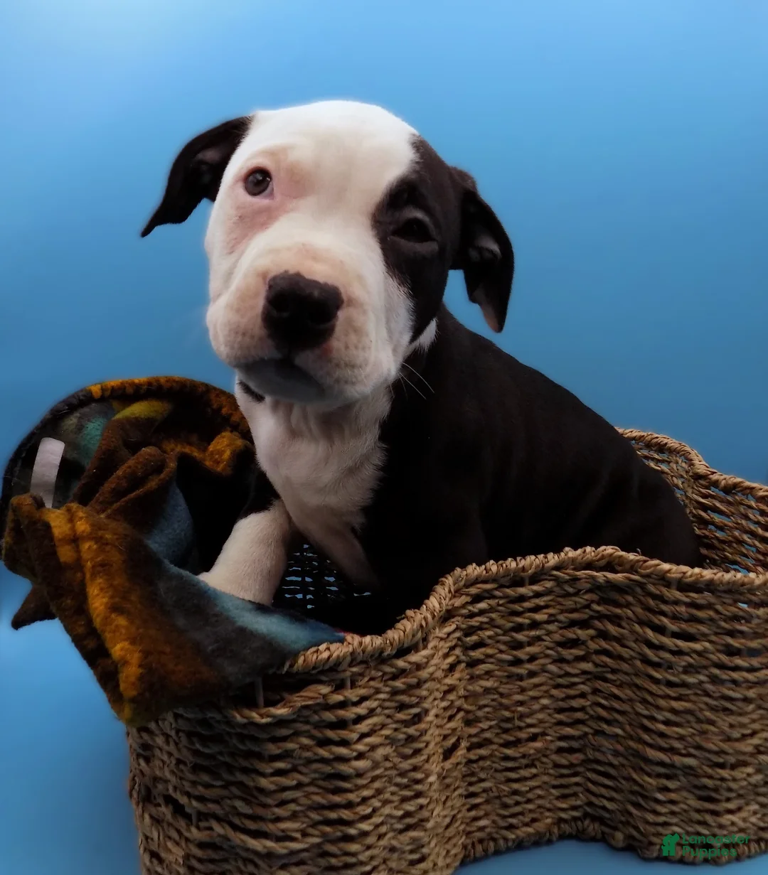 Mixed Breed dogs for sale: Nipper - Ad 1