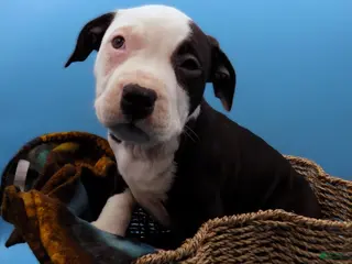 Mixed Breed dogs Nipper - Ad 9