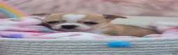 Chihuahua dogs for sale: Chihuahua 3 - Ad 5