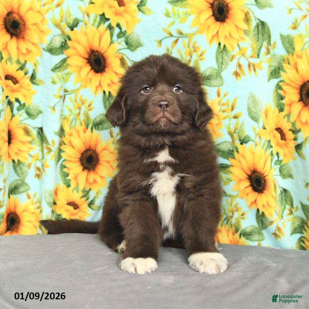 Newfoundland dogs for sale: Taffy - Ad 2