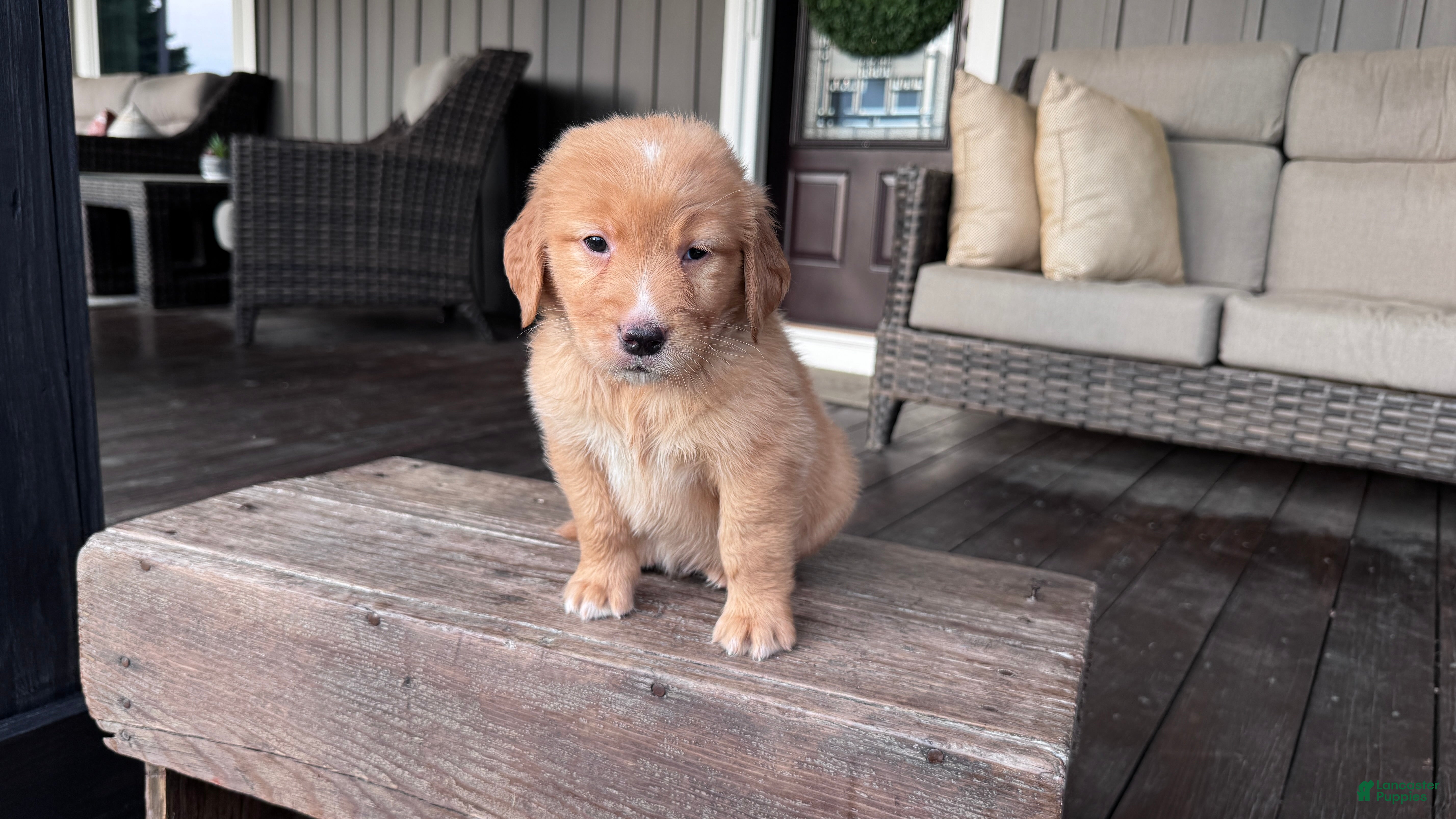 Golden Retriever dogs AKC Mr Charlie - Ad 2