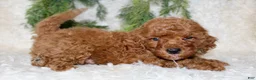 Cavapoo dogs for sale: Cavapoo 3 - Ad 3