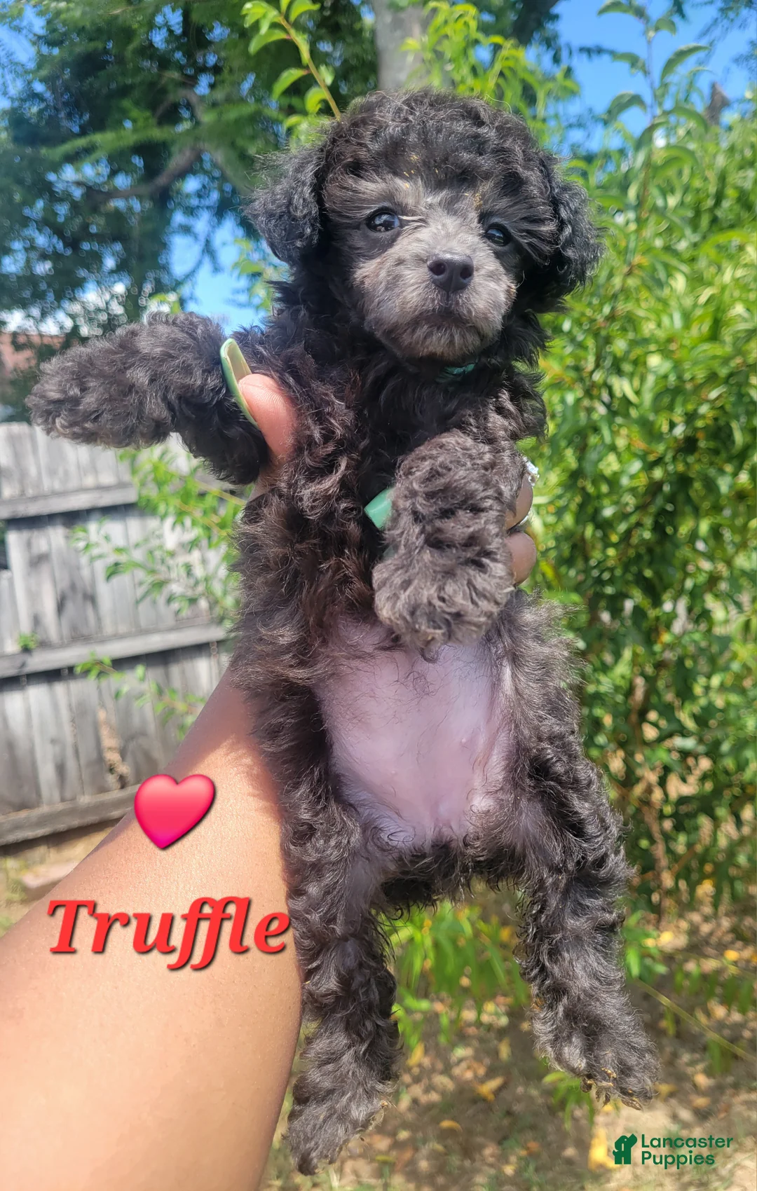 Toy Poodle dogs for sale: Black Fade Grey Female  - Ad 1
