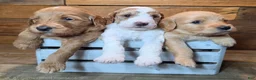 Mini Goldendoodle dogs for sale: Mini Goldendoodle 2 "Birch" - Ad 12