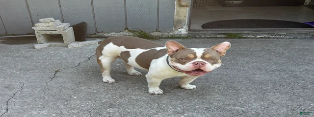 Kilo