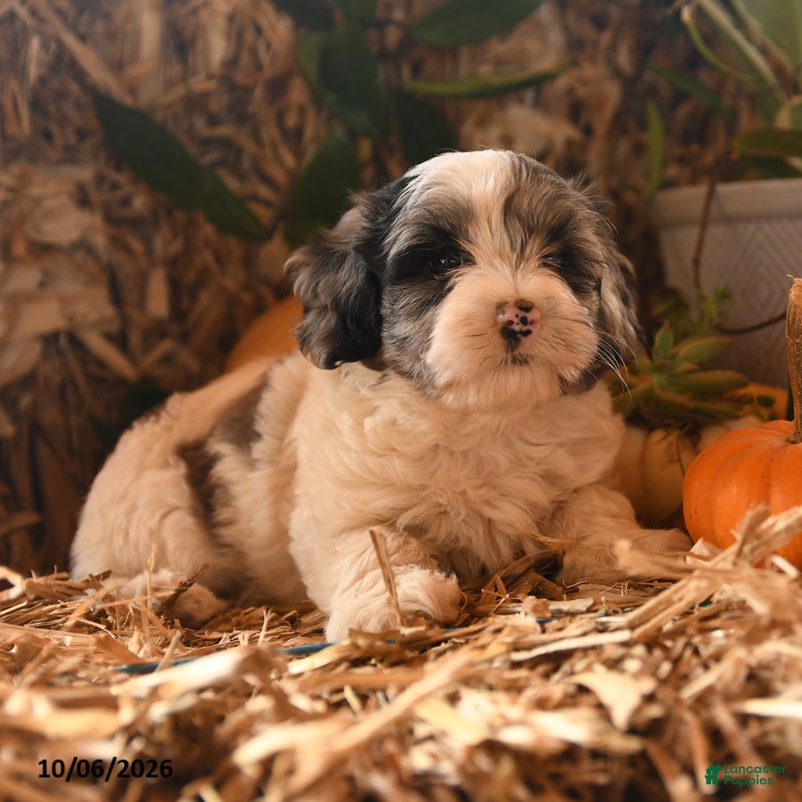 Havapoo dogs for sale: Button - Ad 2
