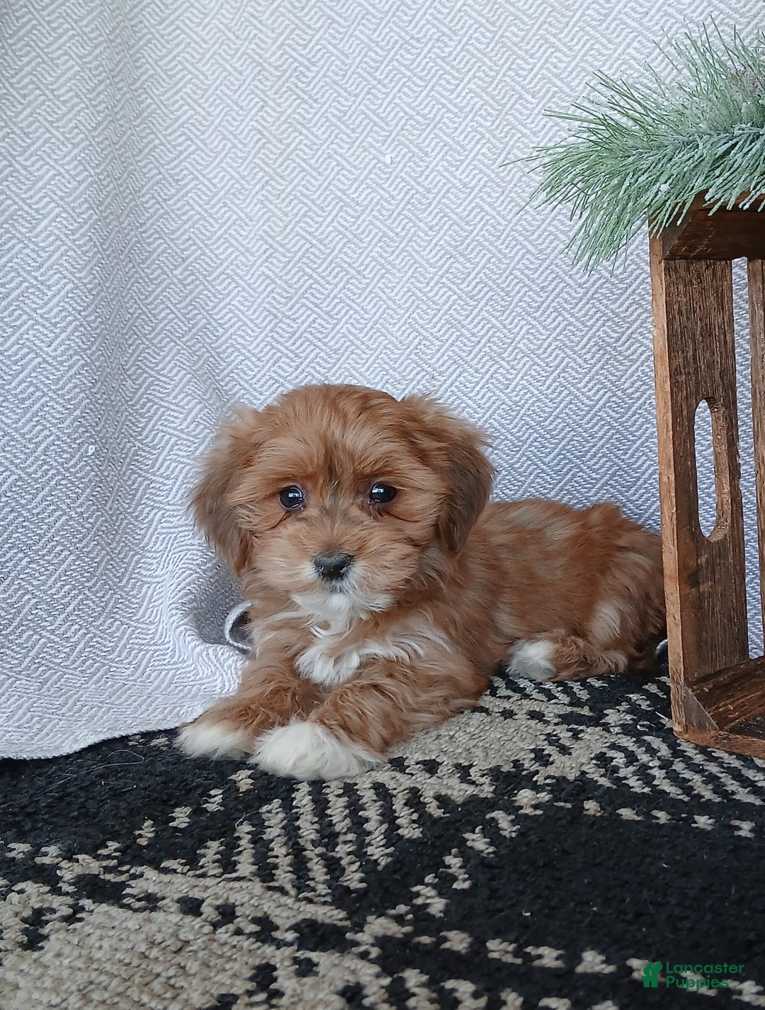 Havanese dogs for sale: Acorn  - Ad 2
