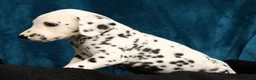 Dalmatian dogs for sale: Rusty - Ad 3