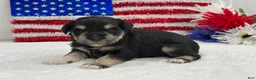 Miniature Schnauzer dogs for sale: Marsha Male 2 - Ad 3