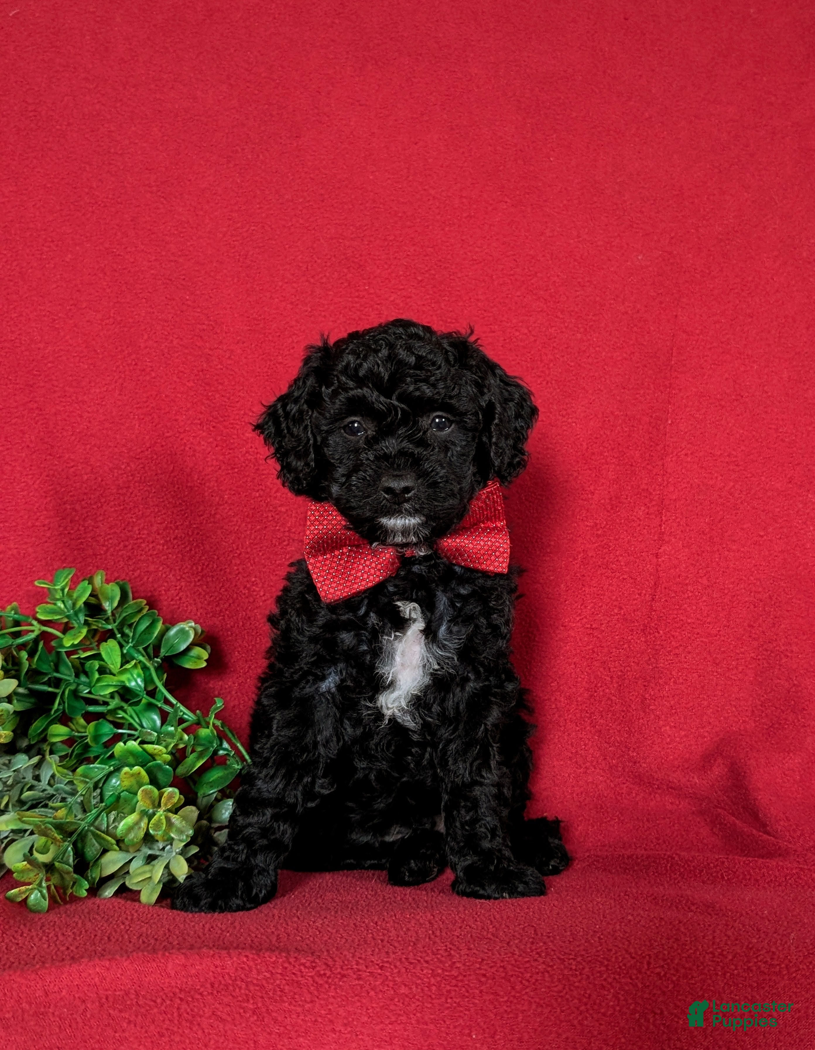 Miniature Poodle dogs Nolan - Ad 2
