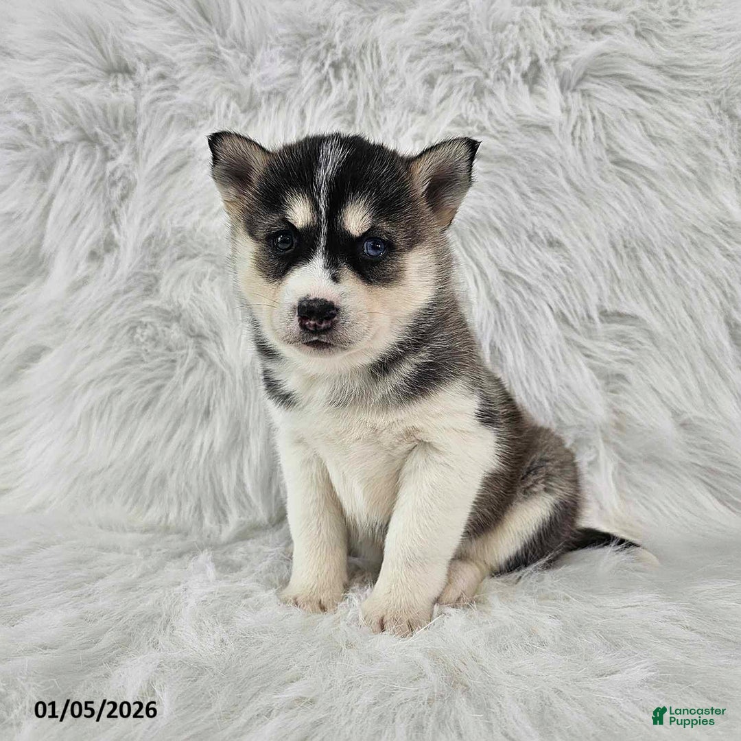 Pomsky dogs for sale: Rory - Ad 2