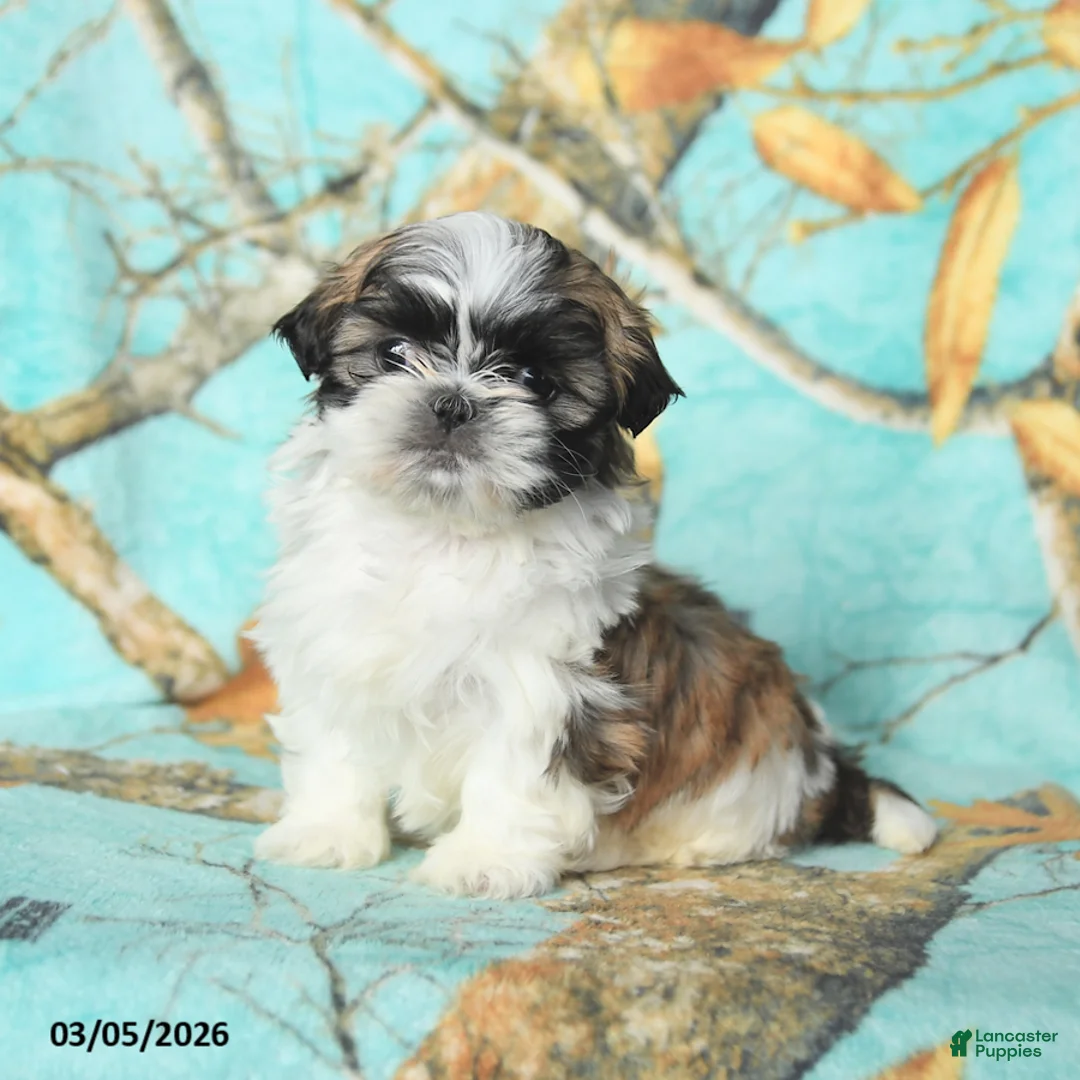 Shih Tzu dogs for sale: Fluffy - Ad 3