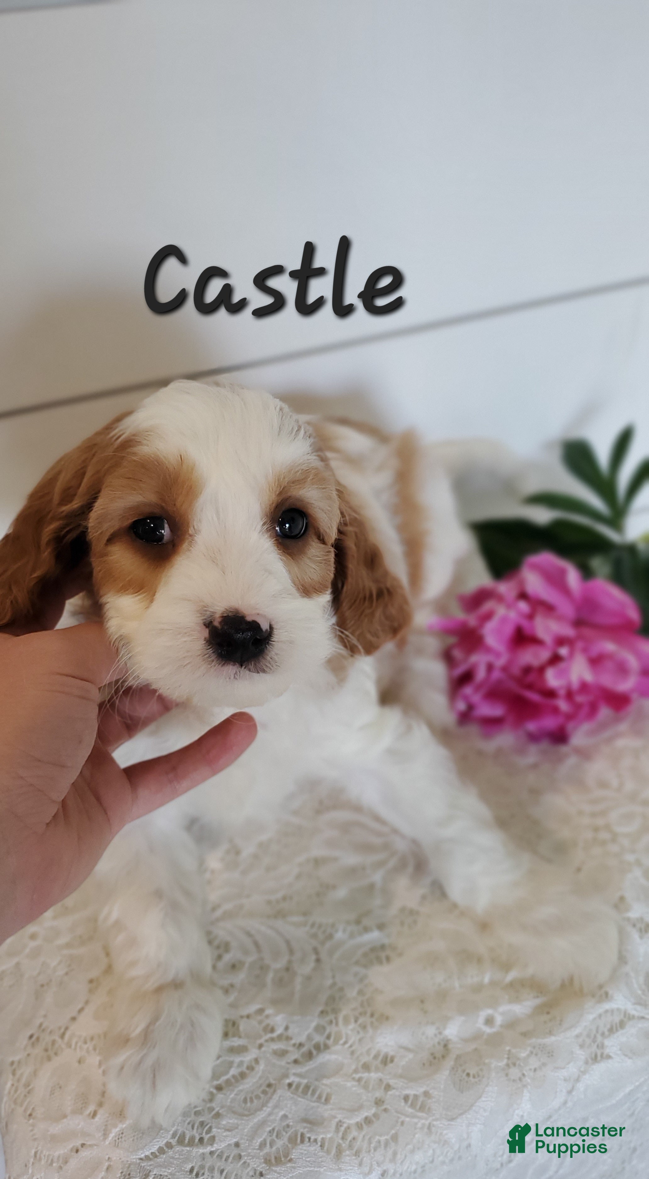 Cavapoo dogs Castle - Ad 4