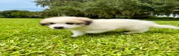 Great Pyrenees dogs for sale: Purple Boy - Ad 2
