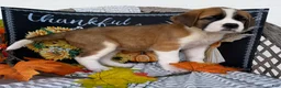 Saint Bernard dogs for sale: Beauty - Ad 4