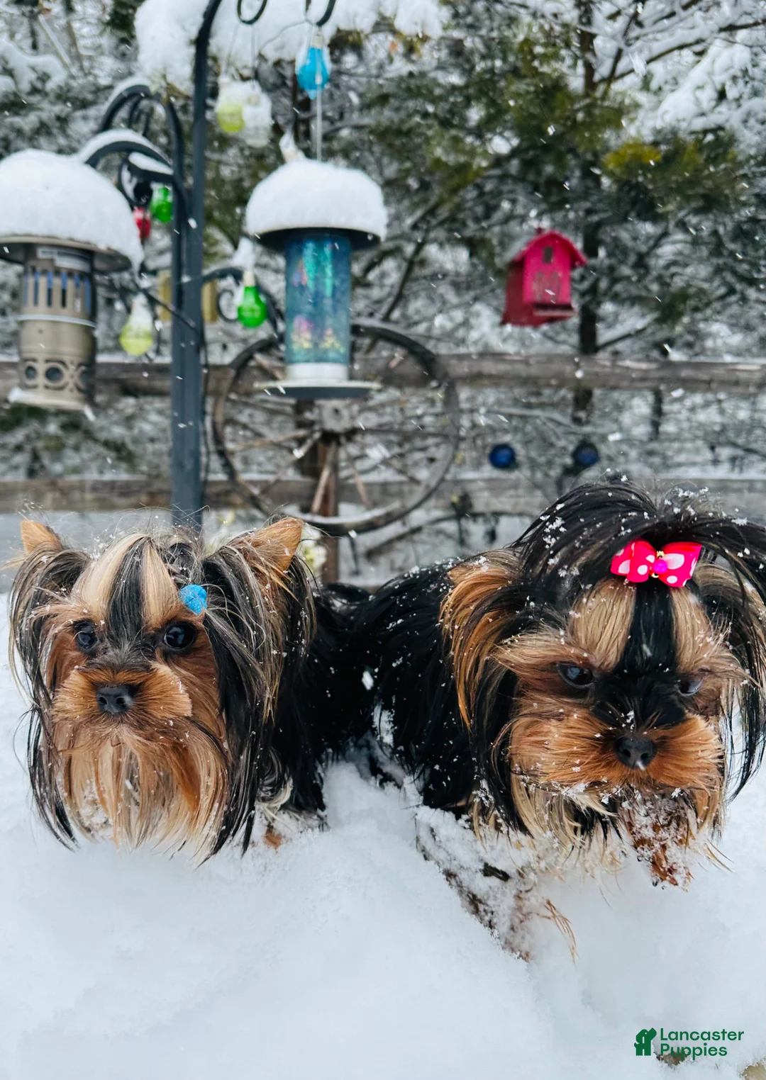 Yorkshire Terrier dogs for sale: Yorkshire Terrier Puppy 4 - Ad 6