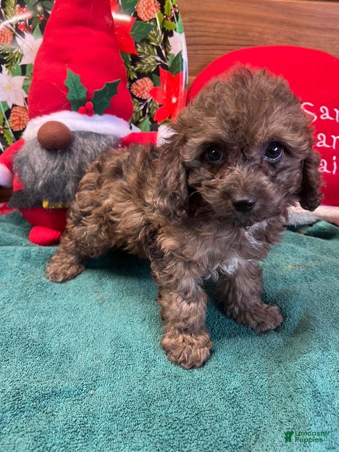 Cockapoo dogs for sale: Sparkle - Ad 3