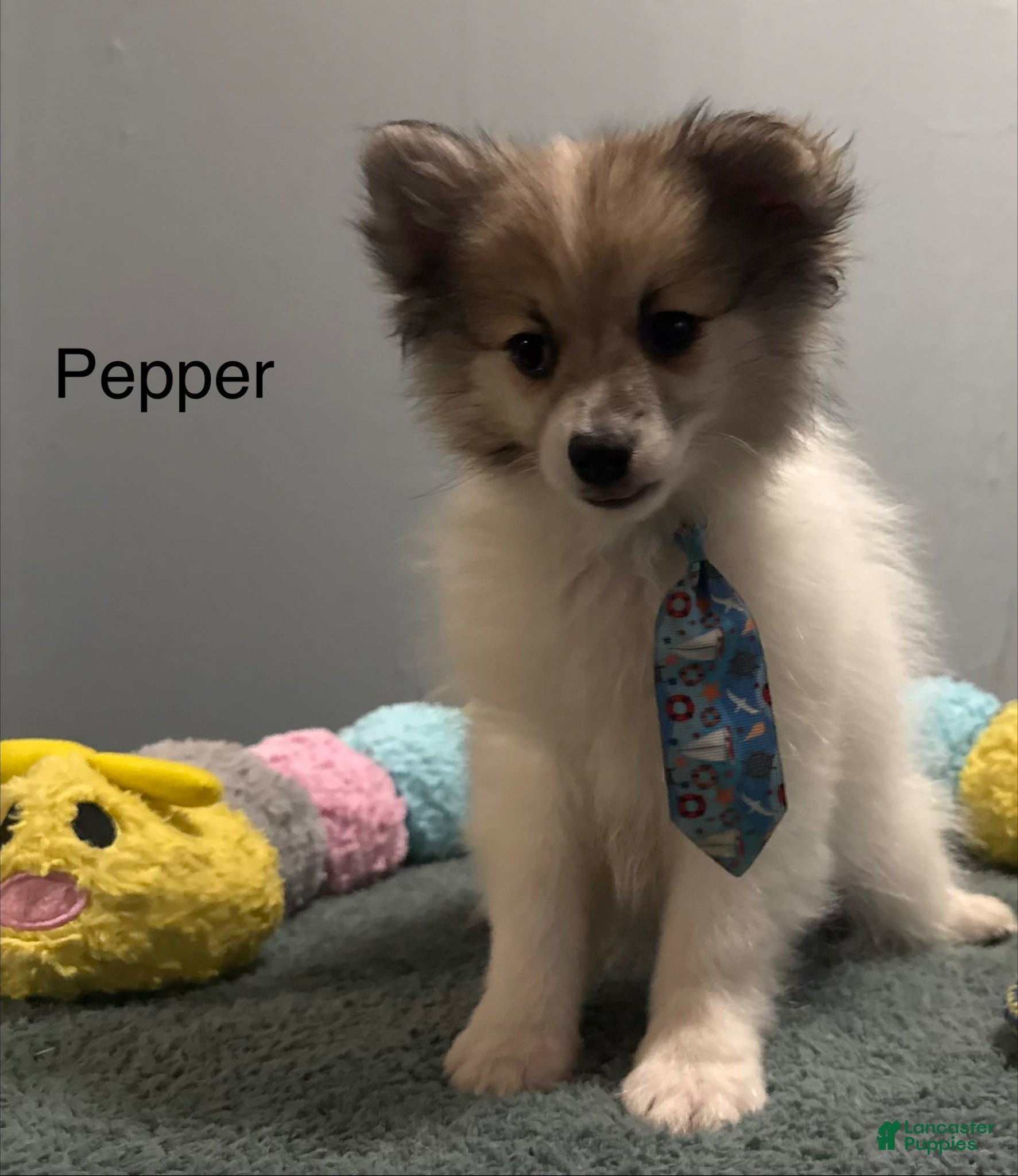 Pomeranian dogs Pepper - Ad 1