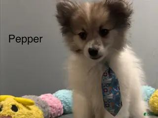 Pomeranian dogs for sale: Pepper - Ad 1
