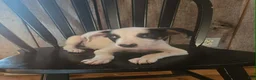 Mixed Breed dogs for sale: Forge - Ad 2