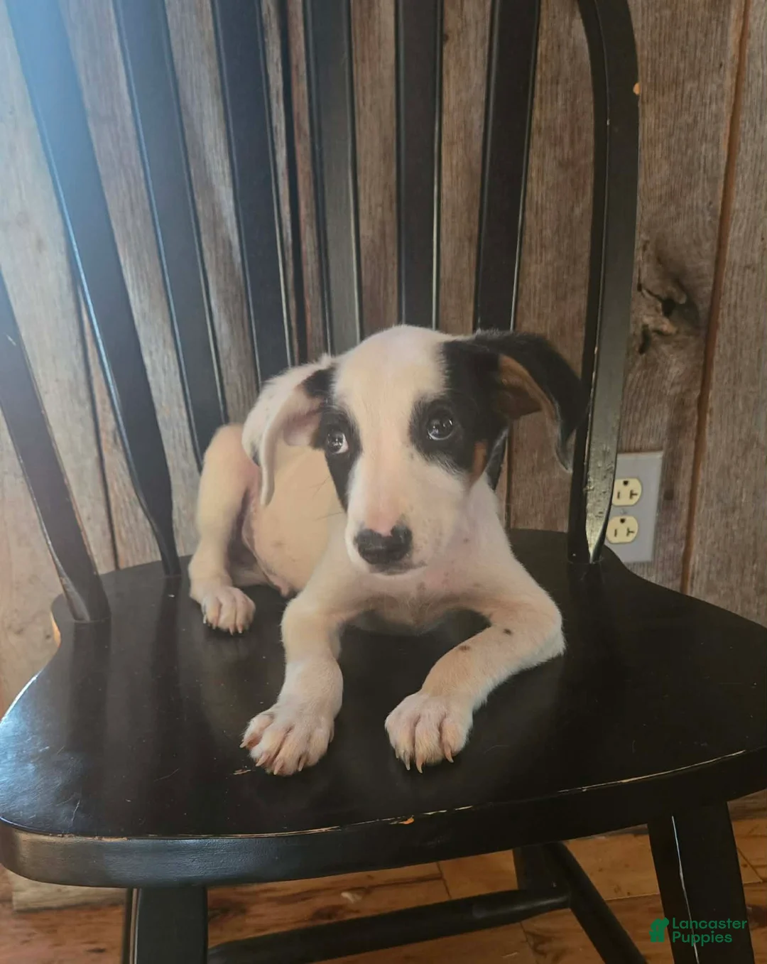 Mixed Breed dogs for sale: Forge - Ad 2
