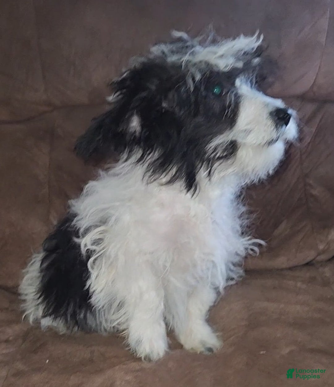 Yorkiepoo dogs for sale: Ricky - Ad 4