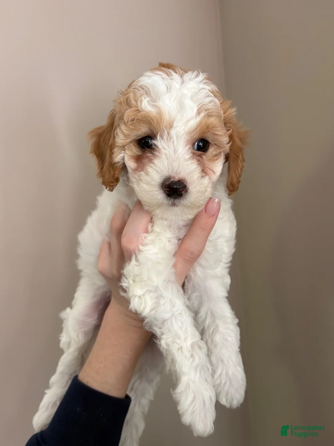 Cavapoo dogs for sale: Sadie  - Ad 2