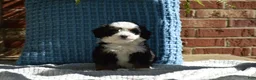 Mini Bernedoodle dogs for sale: Rizzy - Ad 4