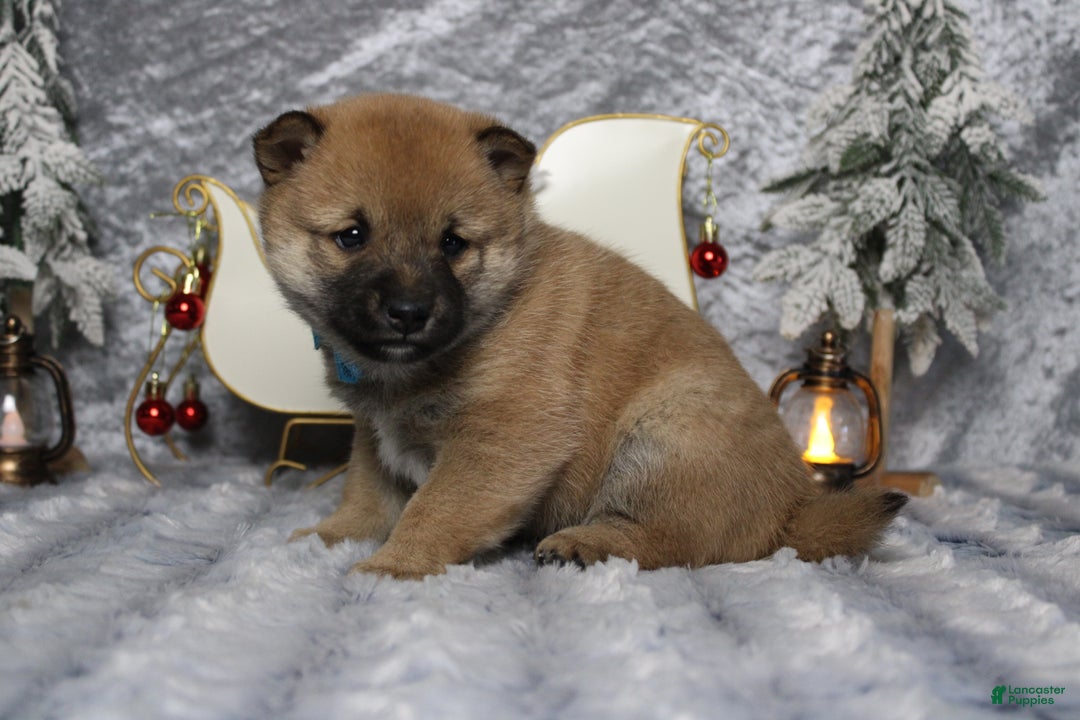 Shiba Inu dogs for sale: Whiskey - Ad 5