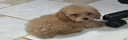 Toy Poodle dogs for sale: Ryan - Ad 6