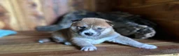 Shiba Inu dogs for sale: Shiba Inu Puppy 4 - Ad 6