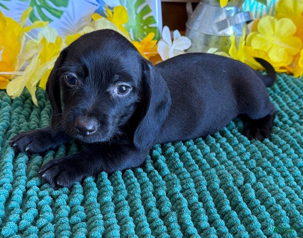Miniature Dachshund dogs Blackie - Ad 36