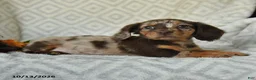 Miniature Dachshund dogs for sale: Daisy - Ad 3