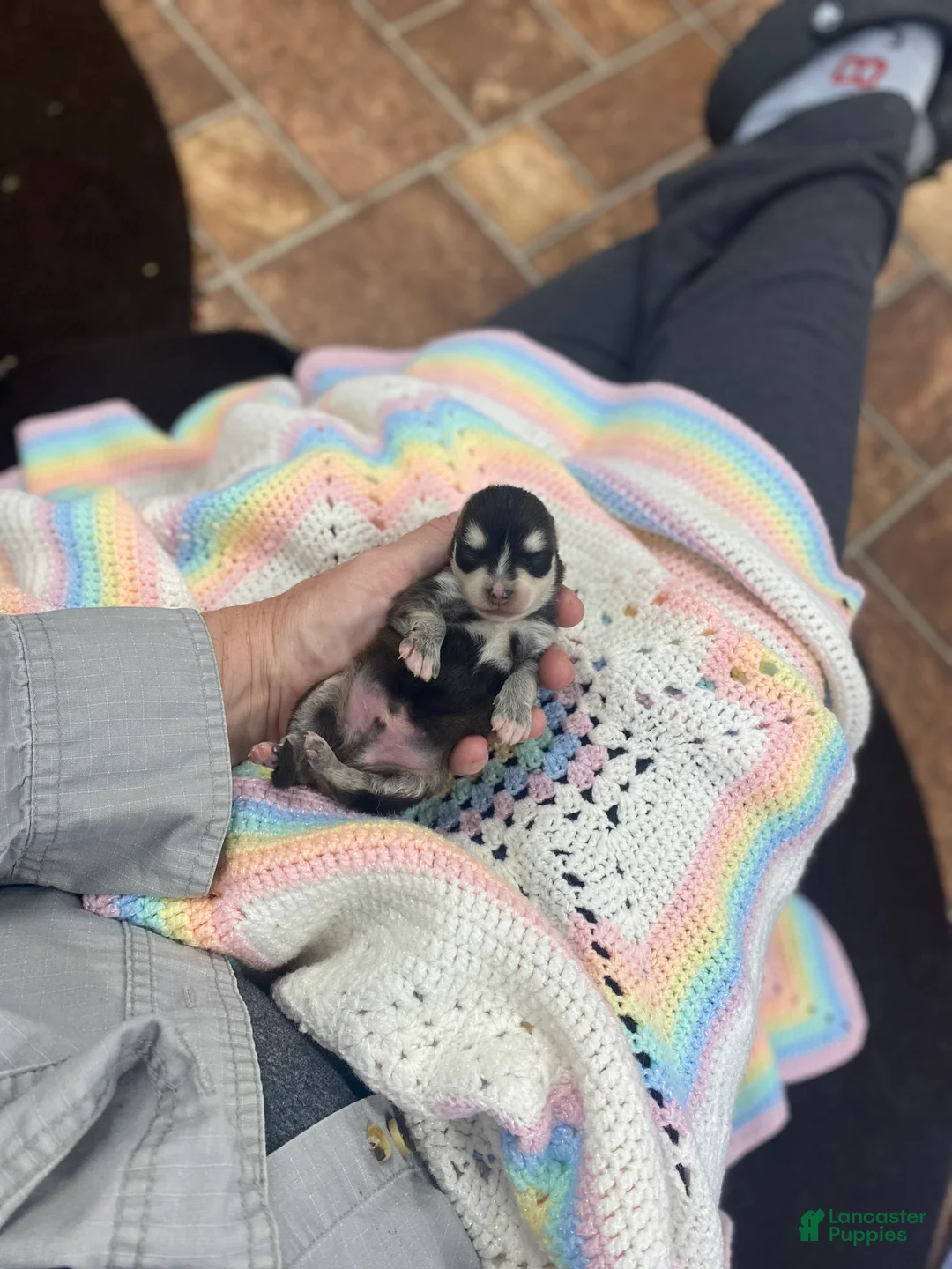 Pomsky dogs for sale: Mr Gibbs - Ad 2