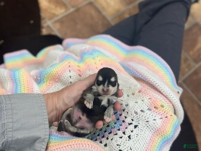 Pomsky dogs for sale: Mr Gibbs - Ad 2