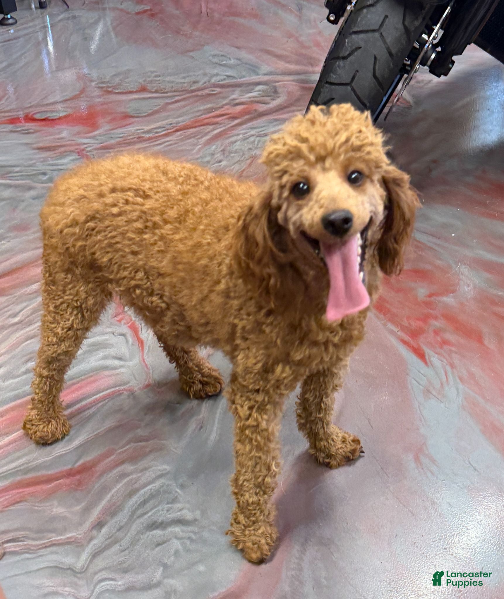 Miniature Poodle dogs Brent - Ad 30