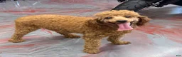Miniature Poodle dogs for sale: Brent - Ad 1