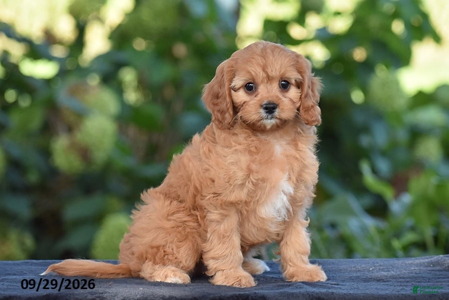 Cavapoo dogs Callie - Ad 2