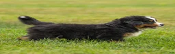 Bernese Mountain Dog dogs for sale: Brady Bernese Mountain Dog  - Ad 6