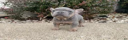 French Bulldog dogs for sale: Ruby - Ad 4