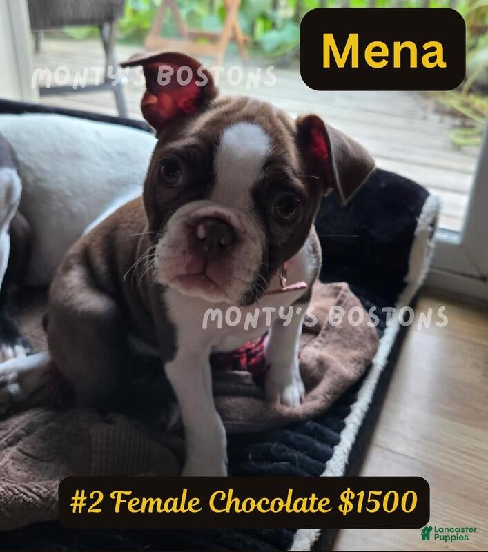 Boston Terrier dogs Mena - Ad 4