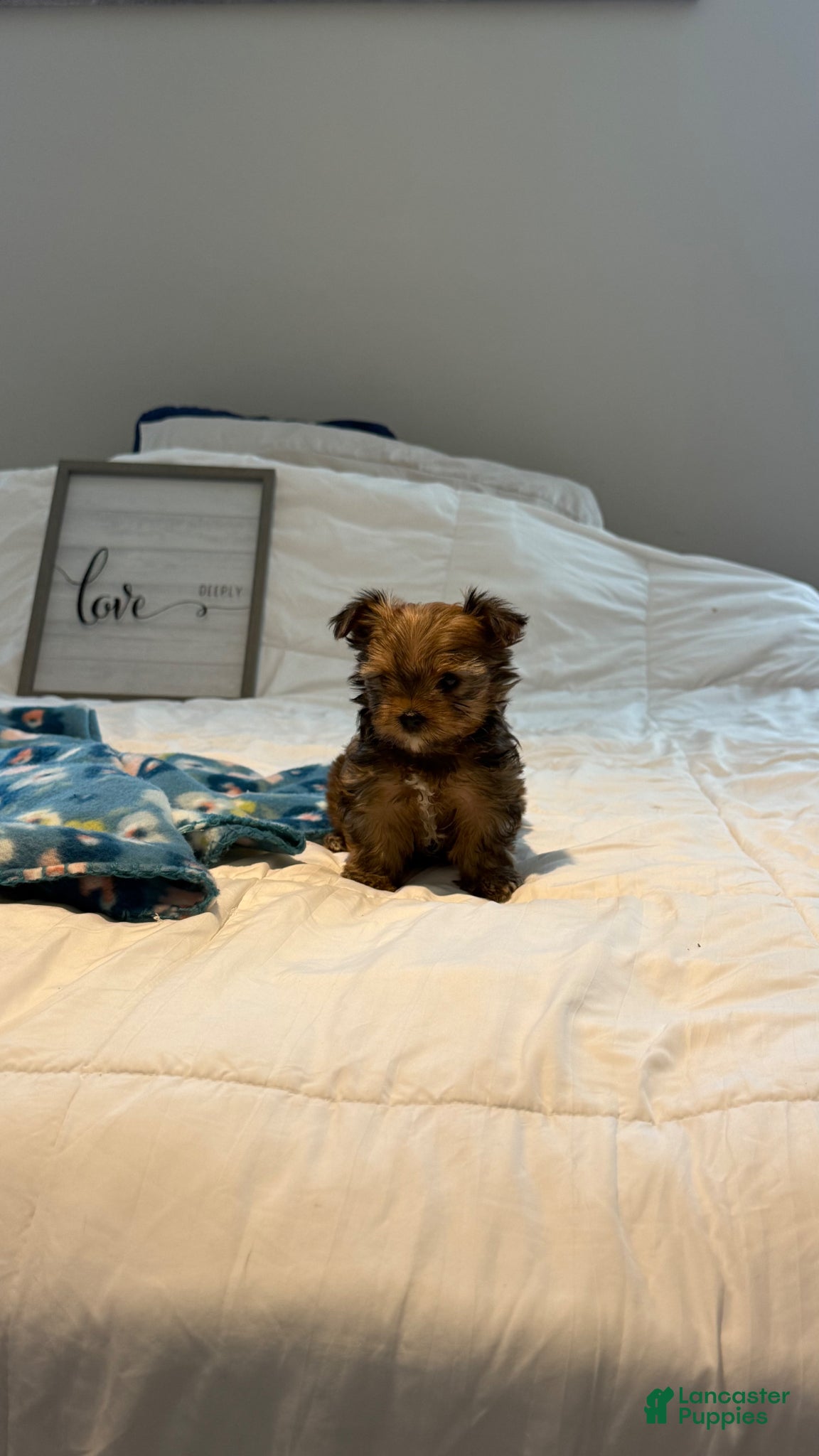 Yorkshire Terrier dogs Yorkshire Terrier Puppy 2 - Ad 14