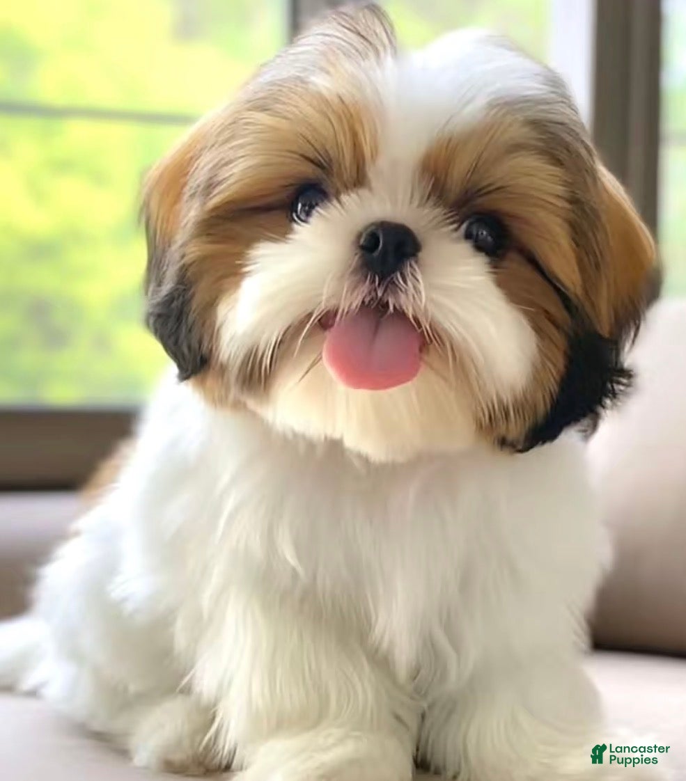 Shih Tzu dogs for sale: Sammy - Ad 30