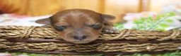 Yorkiepoo dogs for sale: Jacque  - Ad 3