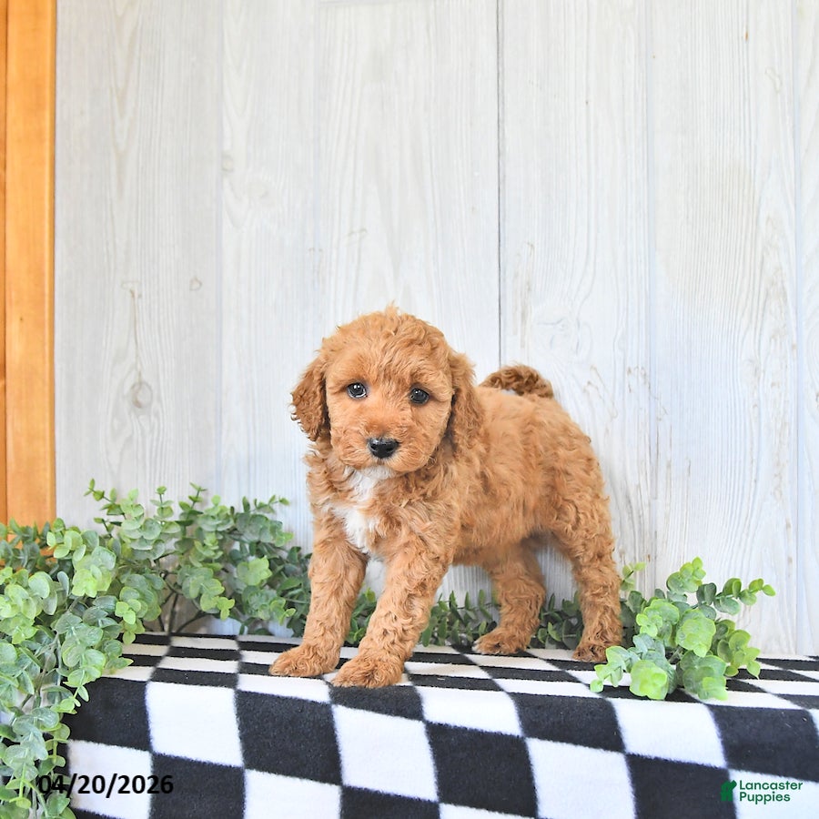 Mini Goldendoodle dogs Sally - Ad 1