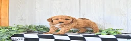 Mini Goldendoodle dogs for sale: Sally - Ad 1
