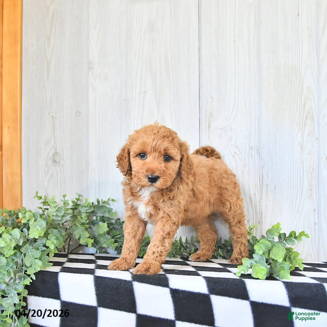 Mini Goldendoodle dogs for sale: Sally - Ad 1