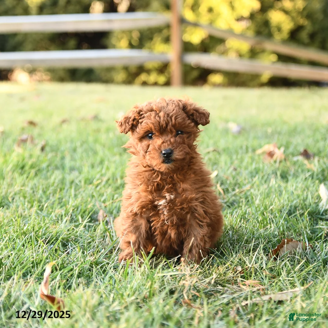 Miniature Labradoodle dogs for sale: Amber - Ad 2