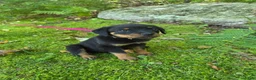 Rottweiler dogs for sale: Pepples - Ad 1