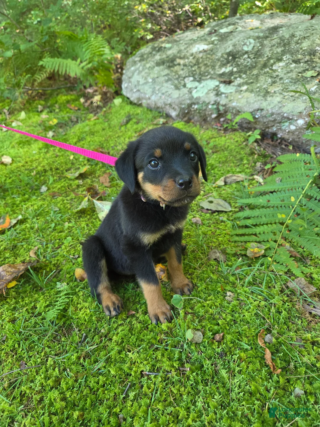 Rottweiler dogs for sale: Pepples - Ad 1